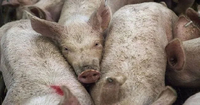 Hallan nuevas cepas de E. coli resistentes a antibióticos, asociadas con lechones