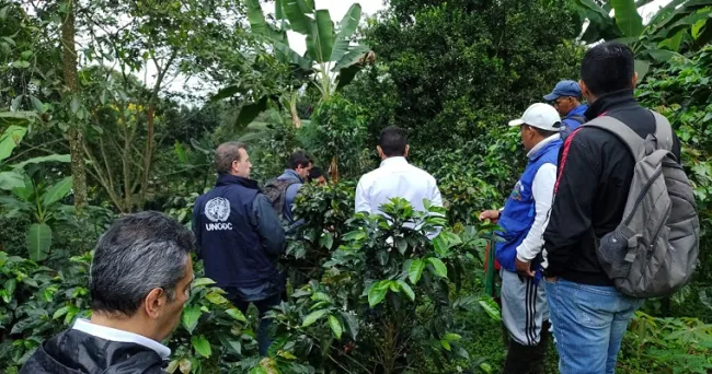Siembra de café está sustituyendo cultivos ilícitos en el Cauca; su sabor llegó a Francia