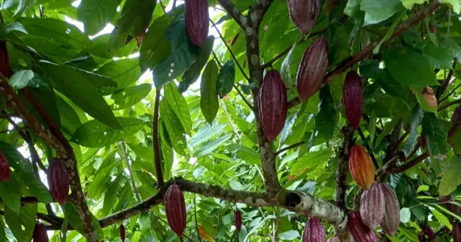 Con cacao más tecnificado “reluciría” productividad en “la perla del Pacífico”