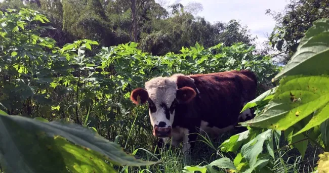 La ganadería sostenible en Colombia es posible con menos tierra y más árboles y arbustos