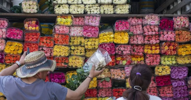 Algoritmo predice déficit de manganeso en rosas de Tocancipá