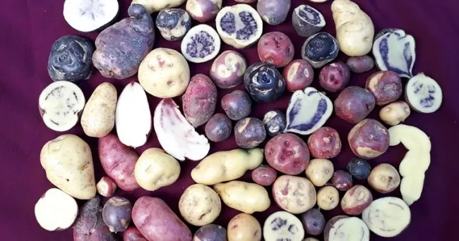 Así son las papas nativas que se cultivan en el Cauca