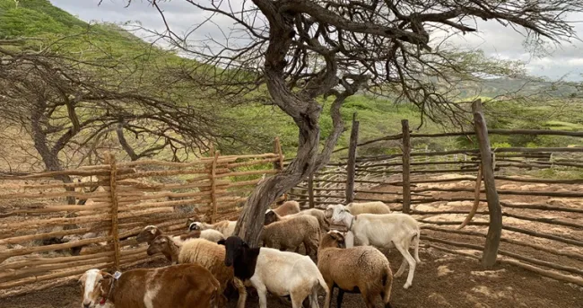 Combinación de ciencia y tradición wayúu preservarían el Parque Nacional Natural La Macuira