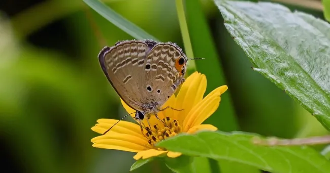 Campus El Volador: reflejo de la riqueza de mariposas en Antioquia y crucial para su supervivencia