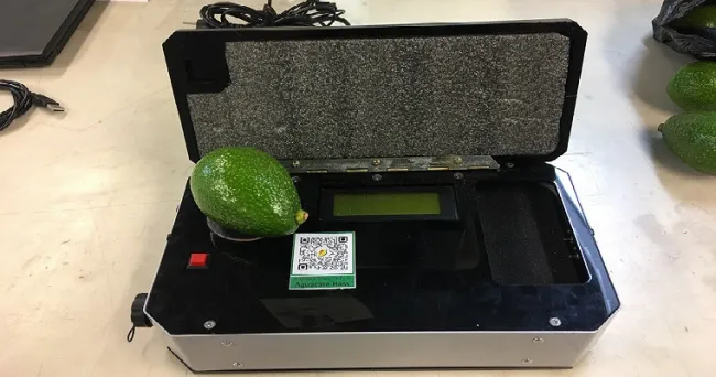 Equipo mide estado ideal de maduración de aguacate Hass