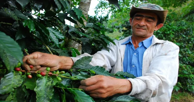 Plagas que afectan el cultivo del café podrían atacarse con bioiunsumos