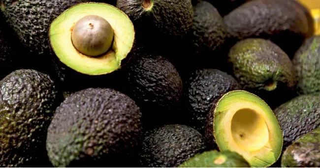 Urge conocer el “criollo” para optimizar producción del Hass