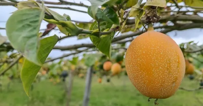 Hojas de granadilla: de residuo a tratamiento farmacéutico para diabetes