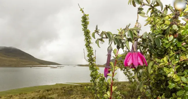 Curuba que se creía perdida es redescubierta en las montañas peruanas 80 años después