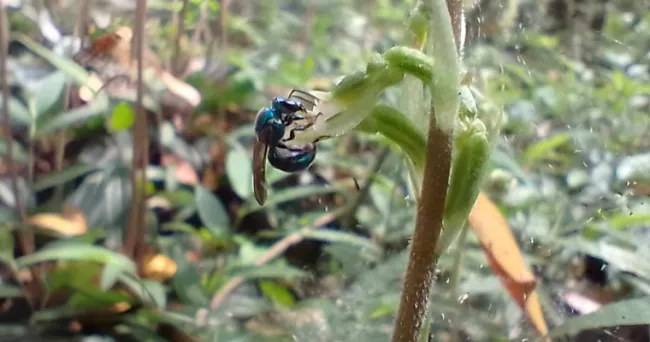 Abeja verde metálica, polinizadora exclusiva de las orquídeas terrestres vallunas