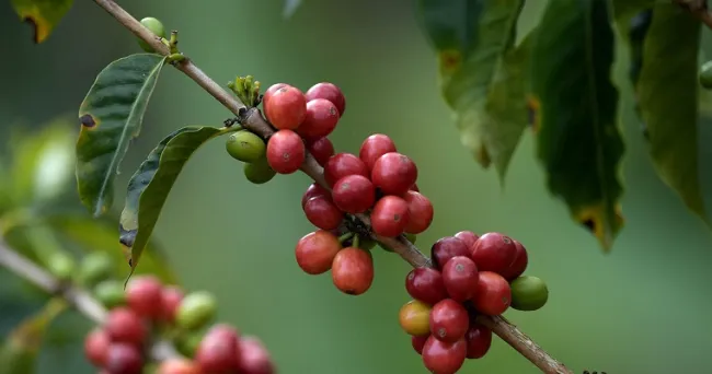 Nanotecnología frenaría acción de hongo que enferma a los cafetales