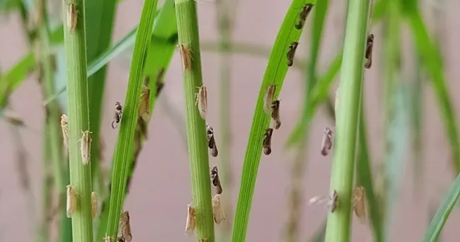 Identifican genotipos resistentes a sogata, enemigo mortal del arroz
