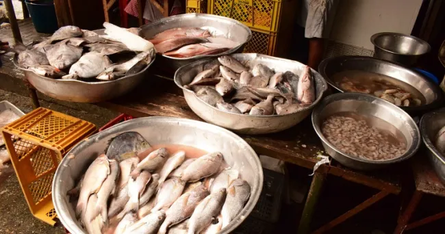 Residuos de pescado, insumo para abono que mejoraría los suelos de las chagras