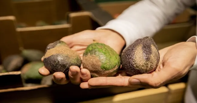 Hallan en el suroccidente colombiano nueva especie de insectos que deforman el aguacate