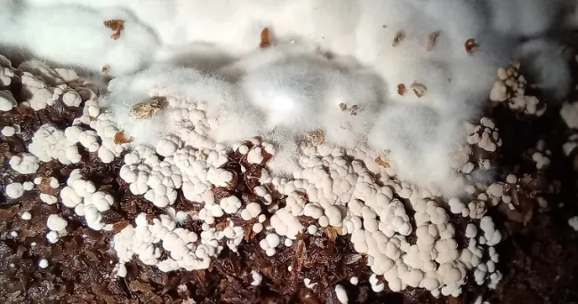 Microorganismos de montaña, materia prima para insumo que mejora nutrición de cultivos