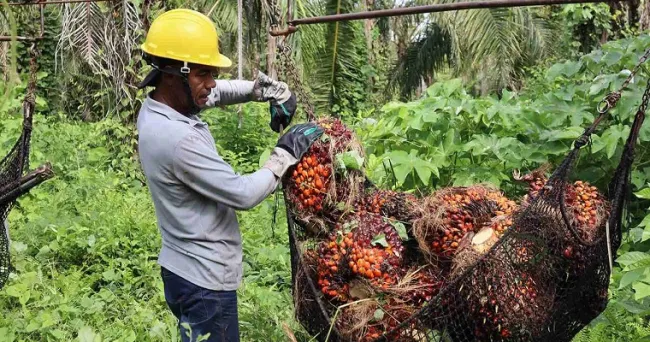 Cultivos de palma utilizan hasta 486 litros de agua diarios en Cesar