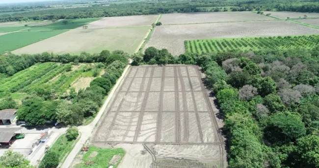 Uso de agua en cultivos de arroz se podría reducir hasta en un 54 % sin afectar el rendimiento