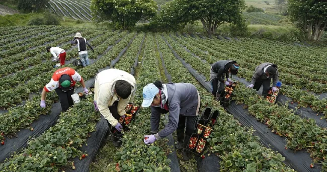 Hierba mala sí muere, algoritmo identificaría mejor la maleza en cultivos