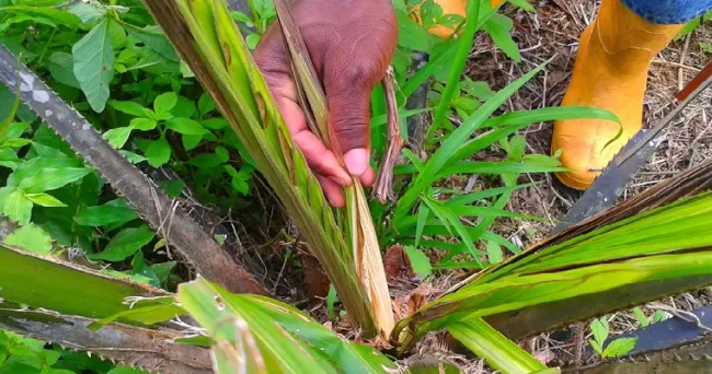 Humedad y lluvia aumentan probabilidad de pudrición del cogollo en palma de aceite