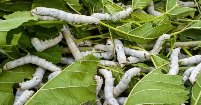 Gusano de seda y hojas de Oxandra xylopioides mejorarían desarrollo de embriones bovinos
