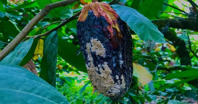 Productores de café y cacao iniciarán transición agro-ecológica en Roldanillo y Tumaco