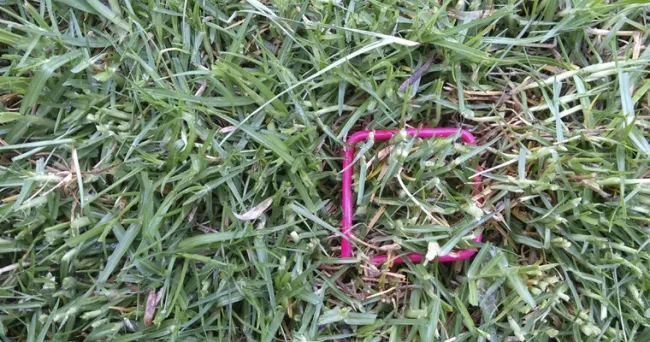 Manejo mejorado del pasto kikuyo promete mayor rendimiento y calidad en la producción lechera