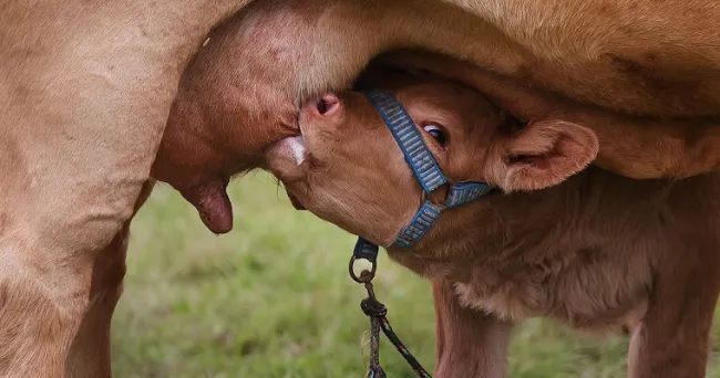 Peso de las vacas, indicador esencial en la reproducción del ganado bovino