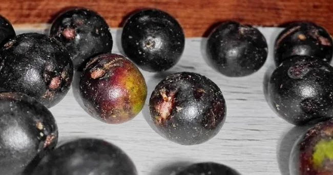 Yogur enriquecido con antioxidantes de frutos de palma autóctona del Pacífico colombiano