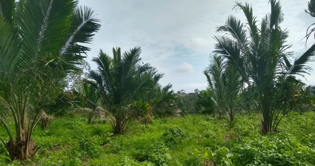 Identifican materiales genéticos “élite” de la palma americana de aceite