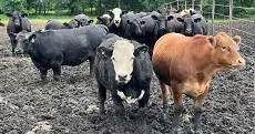 Inseminación artificial, herramienta útil para pequeños productores bovinos.