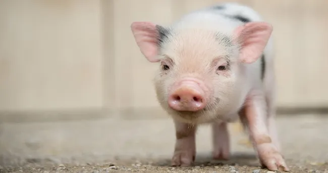 Minipigs, de investigación médica a mascotas