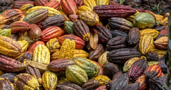 Las mujeres que lideran los cultivos de cacao en el Cesar