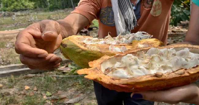Cacao de Arauca con potencial para la exportación a Europa