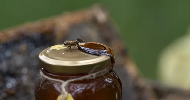 Tecnología y cuentas claras ayudarían a apicultores a ser más competitivos