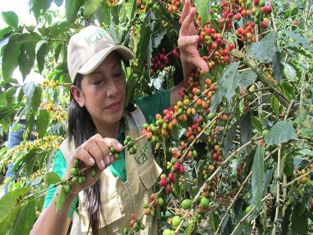 Cultivos de café del Huila son monitoreados por el ICA - 21 de diciembre de 2017