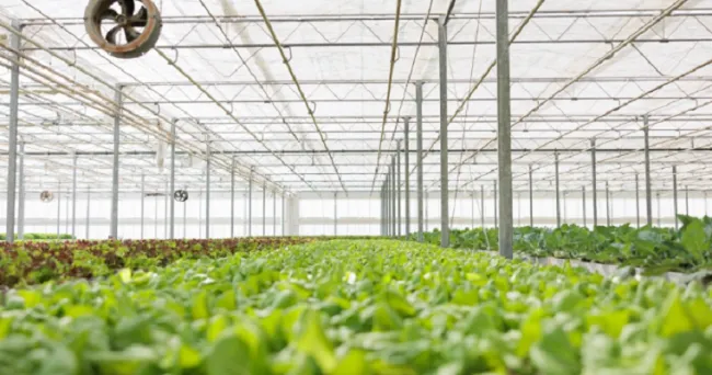 NEIKER obtiene lechugas un 20% más grandes utilizando el sistema de cultivo biopónico