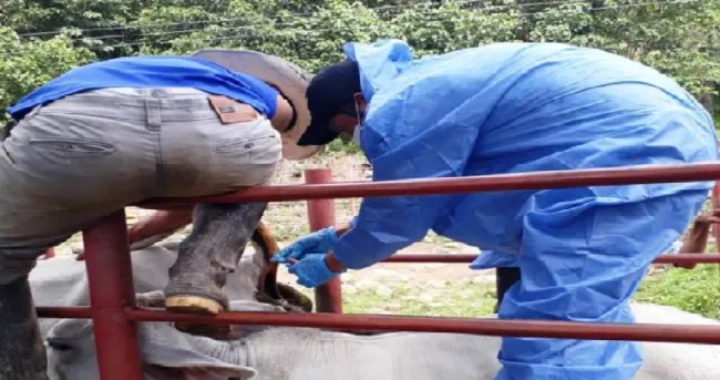 El ICA realiza muestreos epidemiológicos para la detección de brucelosis bovina, en predios de Casanare