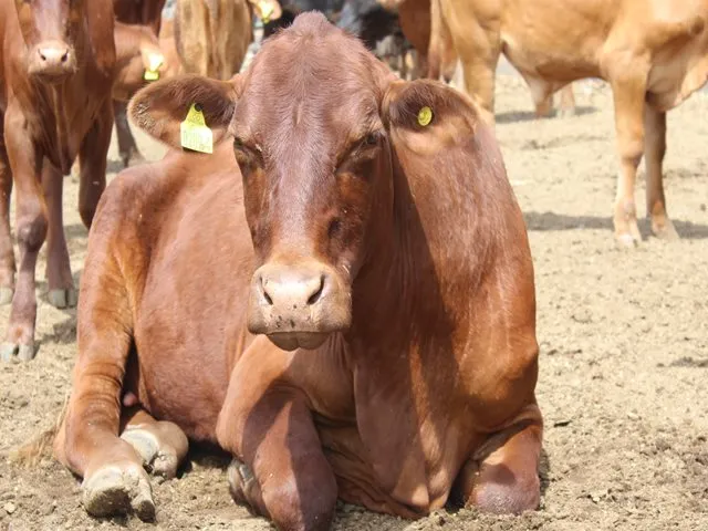 El ICA, en el Huila, trabaja en la identificación del inventario bovino y bufalino