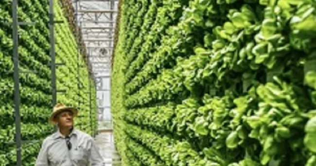 Las columnas de cultivo regulan la temperatura dentro de un innovador invernadero sudafricano