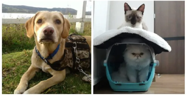 El ICA reglamenta los procesos para el ingreso y salida de mascotas a Colombia