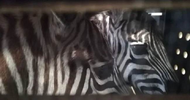 Cuatro jóvenes cebras, nuevos habitantes del zoológico de Santiago de Cali