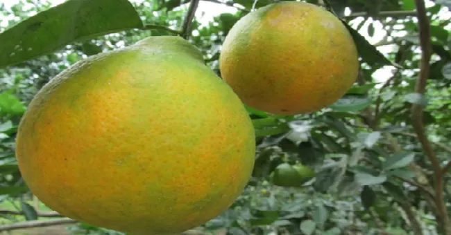 Autoridades, productores y gremios unidos por la citricultura del oriente colombiano