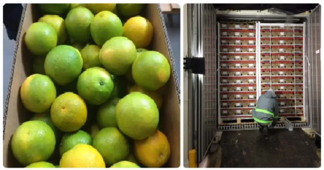 Calidad e inocuidad en cargamento de naranjas dulces con destino a Puerto Rico