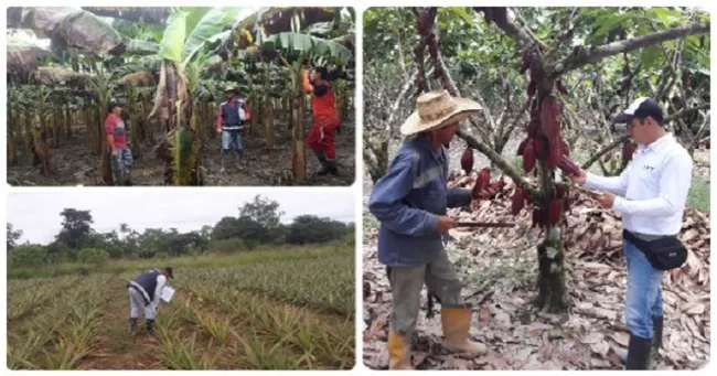 Productores de las veredas Caños Negros, Caño Raya y San Vicente Bajo, de Puerto Rico, Meta, ofrecen calidad e inocuidad