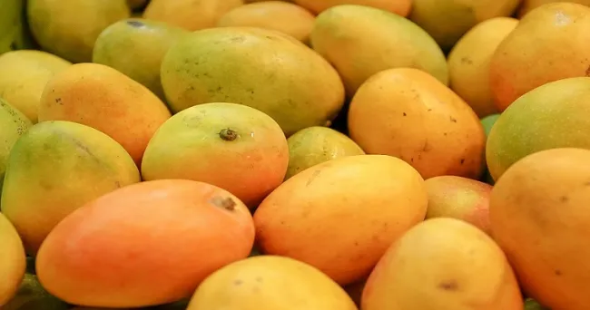 Colombia exporta por primera vez mango de azúcar a los Estados Unidos