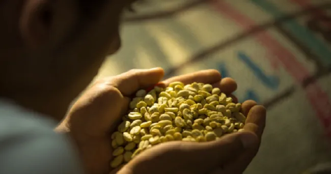 Inicia acopio de café para 7° concurso nacional de calidad Colombia, Tierra de Diversidad