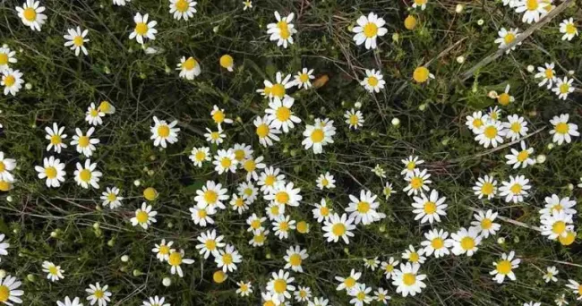 CULTIVAR DOS ESPECIES MUY DIFERENTES A LA VEZ PUEDE MAXIMIZAR LA PRODUCCIÓN AGRARIA