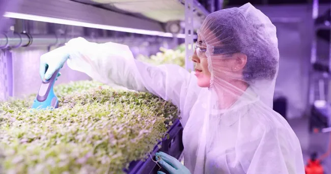 El IICA incrementa apoyo a los países de las américas en el desarrollo de la biotecnología, herramienta que brinda a la agricultura beneficios productivos y ambientales