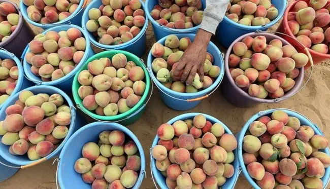 Conozca cómo funciona el negocio del durazno en el mercado colombiano
