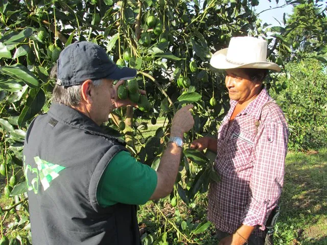Cinco predios productores de aguacate de Casanare en proceso de certificación de BPA - 14 de septiembre de 2017